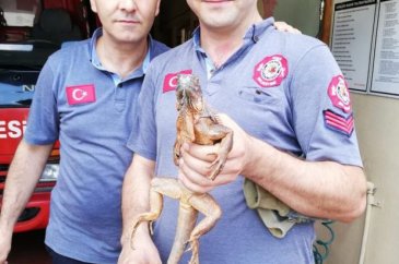 'Garip bir hayvan gördük' ihbarı harekete geçirdi
