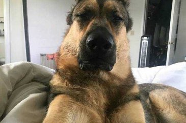 İnsanlar gibi tepkiler veren köpekler...