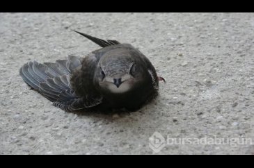 Fil suresinin anlattığı kuşu yolda buldu!