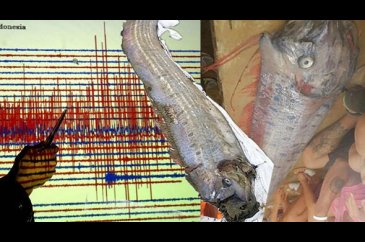 Kıyıya vuran balık deprem ve tsunami endişesine yol açtı.
