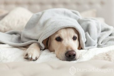 Köpekler neden üzgün bakar?
