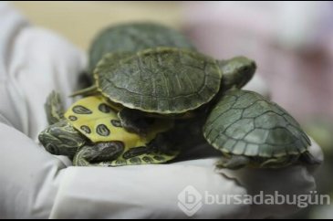 Malezya'da 5 binden fazla kaplumbağa havalimanında ele geçirildi
