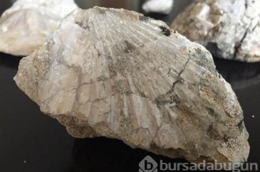 Kahramanmaraş'ta 35 milyon yıllık fosil bulundu
