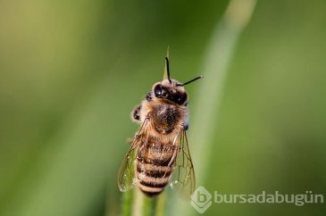 Arı-böcek-sivrisinek sokmalarına karşı alınabilecek 10 önlem