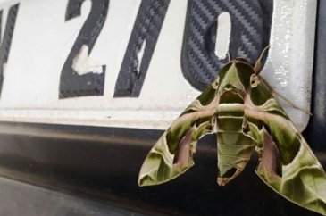 Ender görülen "Mekik Kelebeği" Van'da bulundu