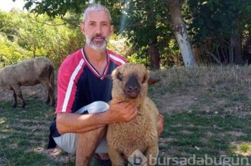 Doğmamış yavru bile satılıyor! Talebe yetişemiyorlar