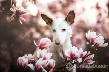 2019 Köpek Fotoğrafçıları Yarışması'nın kazananları