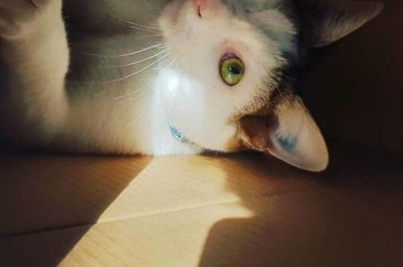 4 kulaklı ve tek gözlü kedi ülkede gündem oldu
