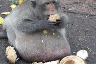Diyet kampından kaçtı!
