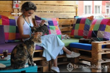 Kuaföründe 15 kedi ile birlikte çalışıyor