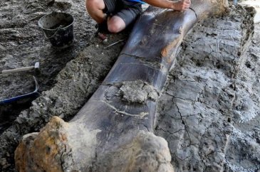 140 milyon yıllık dinozor kemiği bulundu