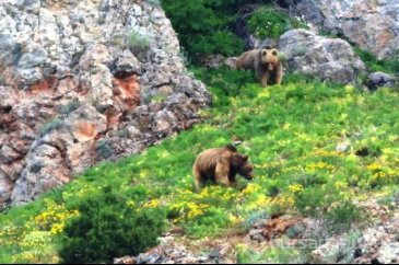 Karadeniz'de hayvanların doğal yaşamı
