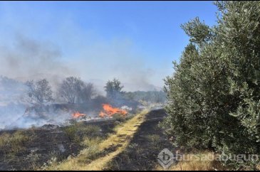 Manisa'da yaklaşık 300 zeytin ağacı yandı