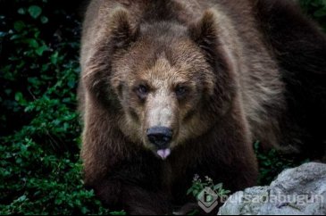 Kolombiya'da kaçakçılıktan kurtarılan hayvanlar
