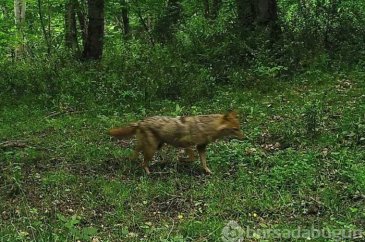Kastamonu'dan vahşi yaşam fotoğrafları

