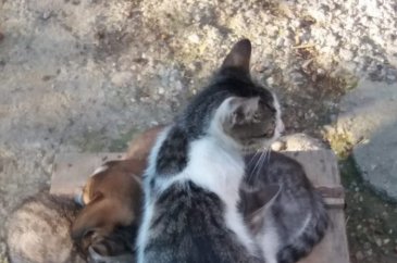 Hayvan deyip geçmeyin... Yürekleri ısıtan haber Bursa'dan!
