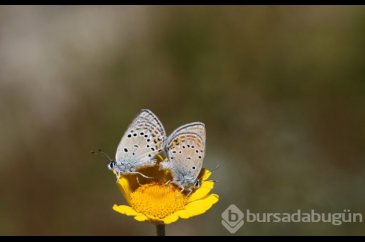 Objektiflere böyle yansıdılar! İşte nadir görülen kelebekler...
