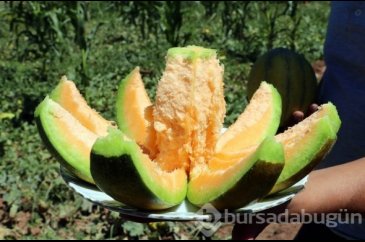 Yozgat'ta yetişiyor, şekli kavuna tadı muza benziyor
