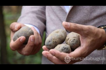 Kanser düşmanı: Mor patates
