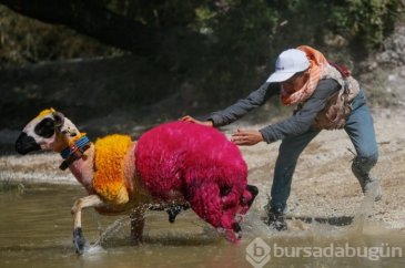 846. Sudan Koyun Geçirme Yarışması!