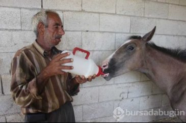 Annesi ölen tayı biberonla besliyor
