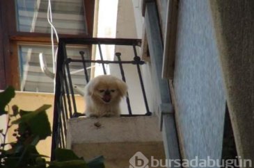 Gören hem güldü hem korktu! Telefonlara sarıldılar
