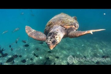 Kaş'ın maskotu caretta
