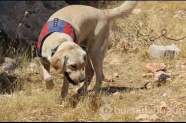 Onlar Kıran-2 operasyonunda teröristlerin korkulu rüyası

