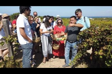 Bozcaada'da üzüm turizmi 