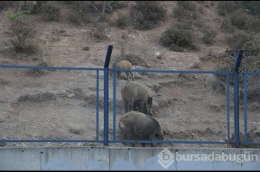 Yaban domuzları İstanbul'un göbeğine indiler; köpekleri kovaladılar!