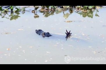 Canavarlar savaştı fotoğrafçı çekti...