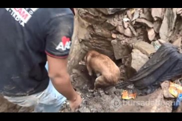 Anne köpek yavruları için seferber oldu...