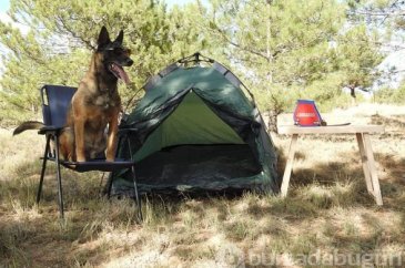 Narkotik dedektör köpeği "Cimri" emekliye ayrıldı