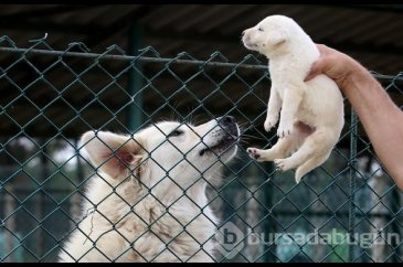 Akbaş köpeklerin yavrularıyla buluşması