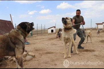 Kangallar teröristlere geçit vermeyecek