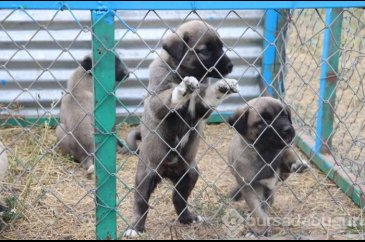 Türk sınırlarını Kangallar koruyacak