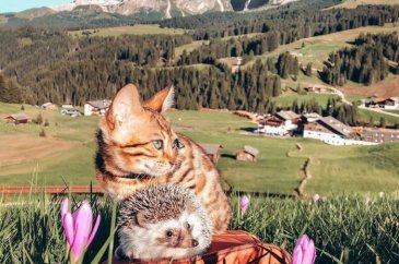 Instagram'ın yeni fenomeni Mr. Pokee