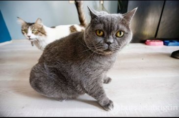 Obez kedi 4,5 kilo verdi