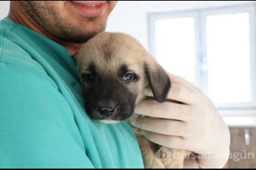 Yavru köpekleri çuvala koyup kuyuya attılar