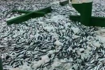 Tek seferde 30 ton sardalya avladılar