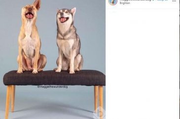 Sevimli köpeğin başarı dolu hikayesi