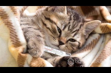 Kedi nezlesi nedir?