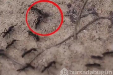 Karıncalar savaştan sonra birbirlerini tedavi etmeye çalıştılar 
