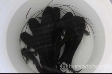 20 bin balık kaynağa bırakılacak
