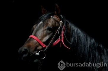 Efsane babaların efsane oğulları
