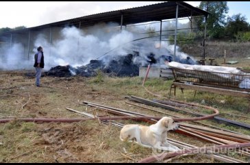Anne köpek, yavrularının kurtarılmasını böyle bekledi