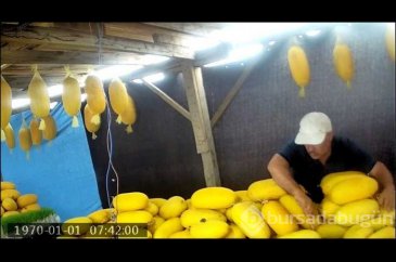 Kavunları bıçaklayan komşu!