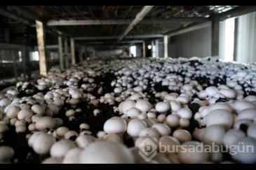 Türkiye'de üretilenin yüzde 54'ü burada yetiştiriliyor!