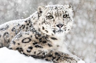 Dünyanın en gizemli hayvanı: Kar Leoparı