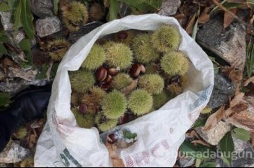 Kendine has lezzeti ve farklı aromasıyla biliniyor!